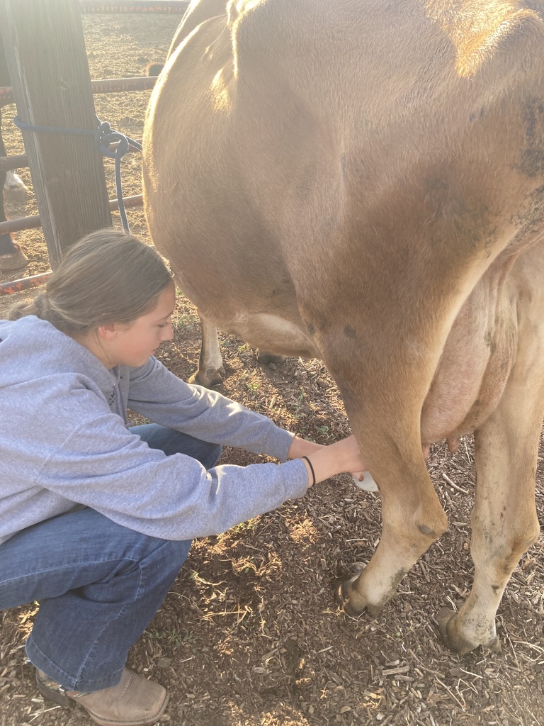 Students milking cows