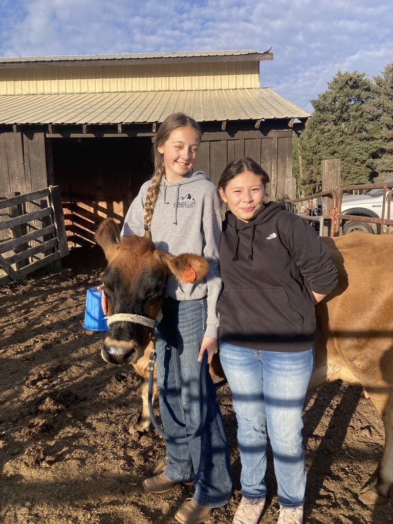 Students milking cows