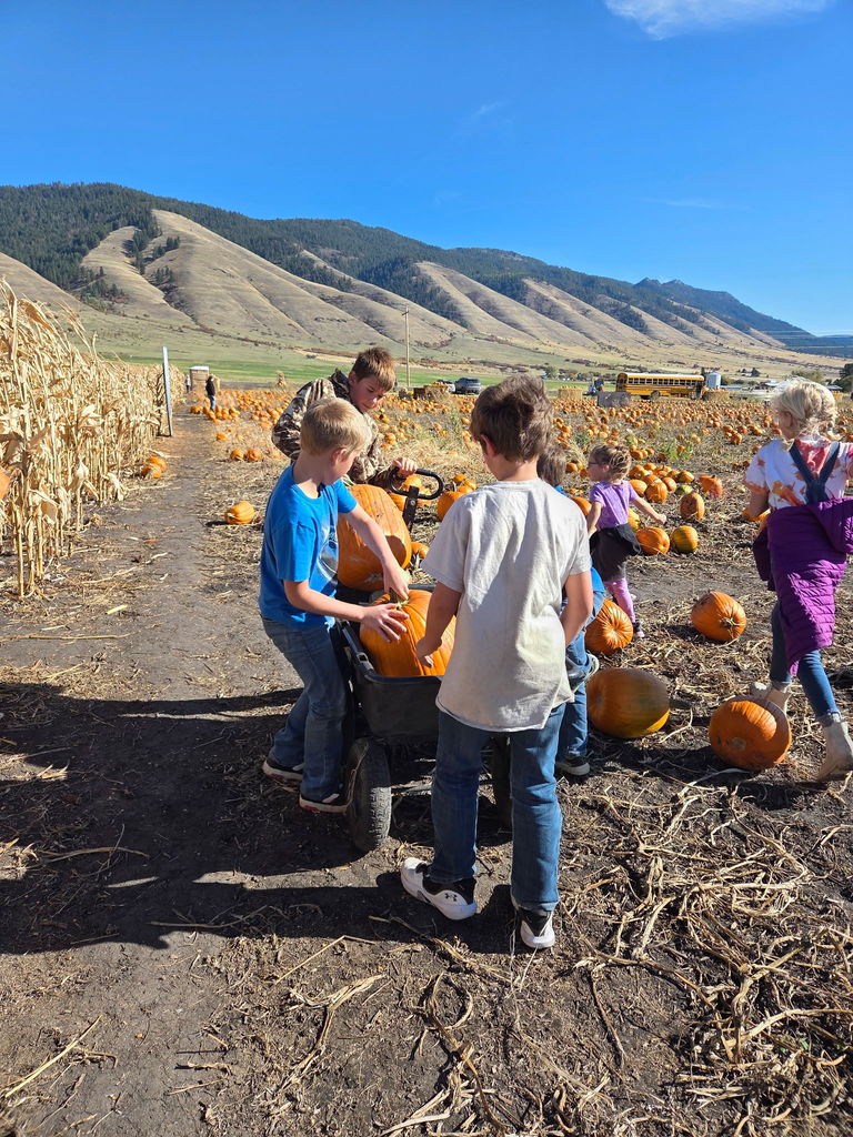 Pumpkin Patch