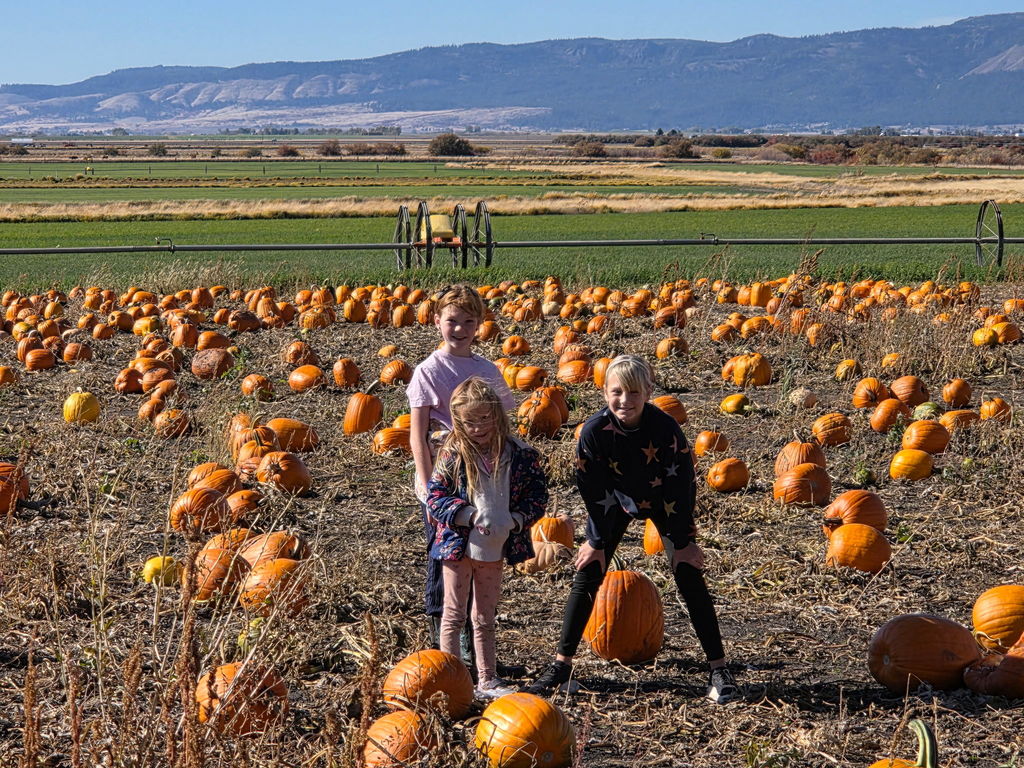 Pumpkin Patch