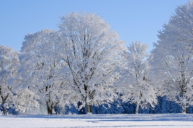 snowy trees