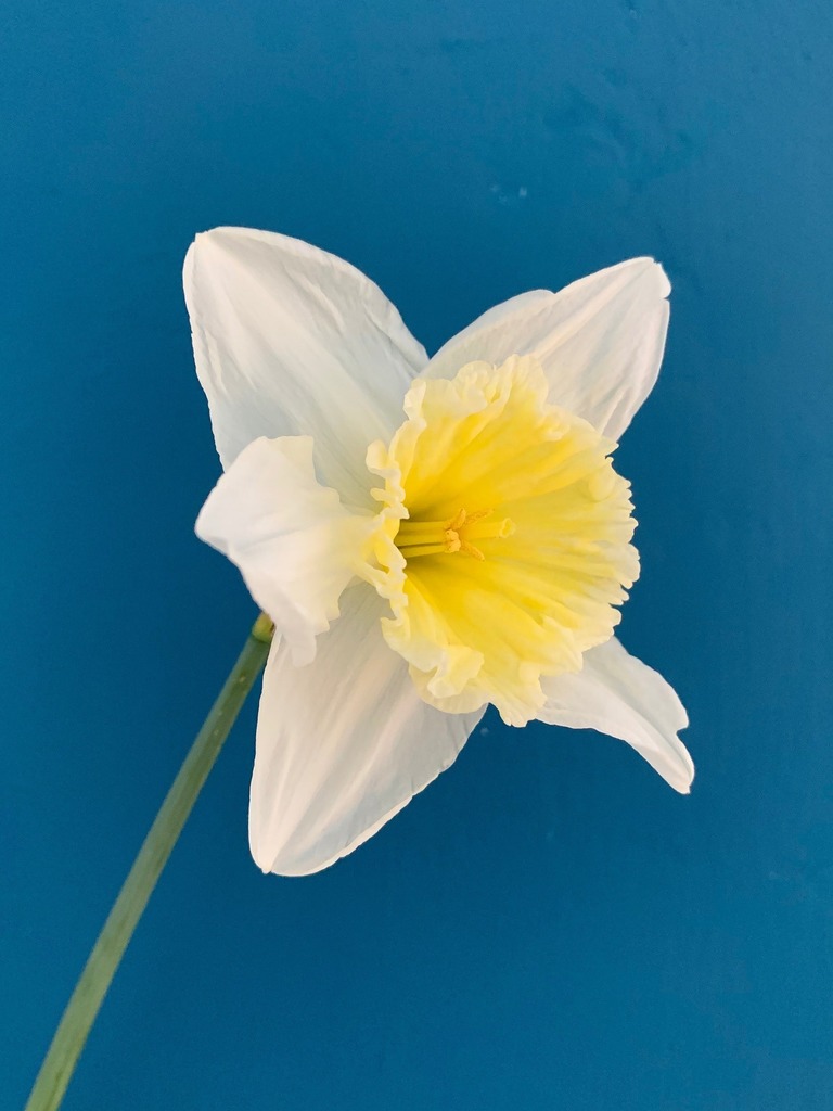 daffodil yellow and white