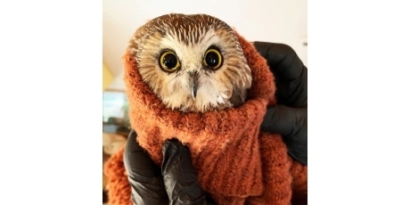 Ravensbeard Donation