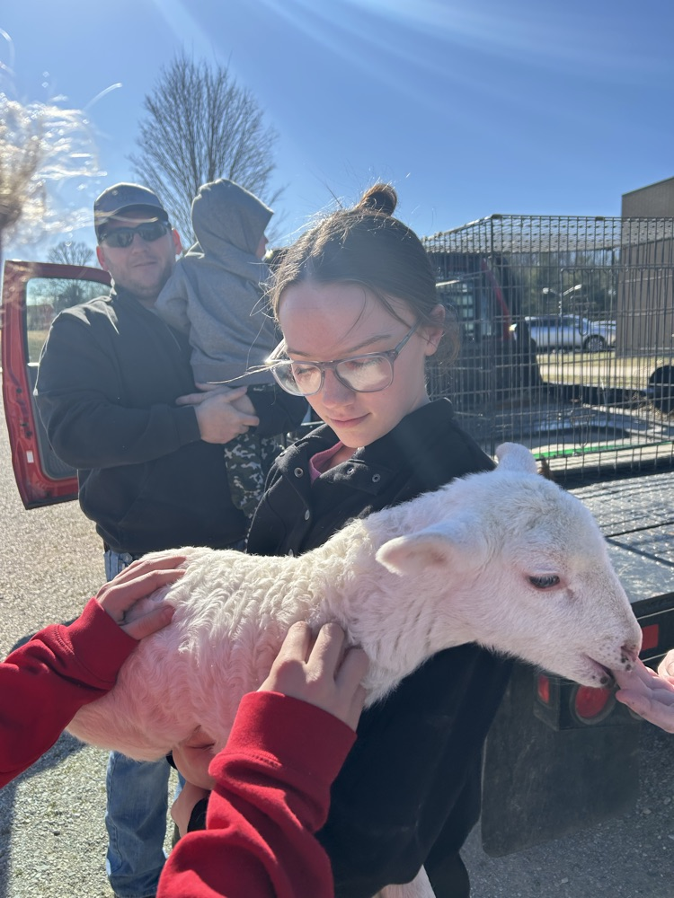 Kinlea holding a sheep
