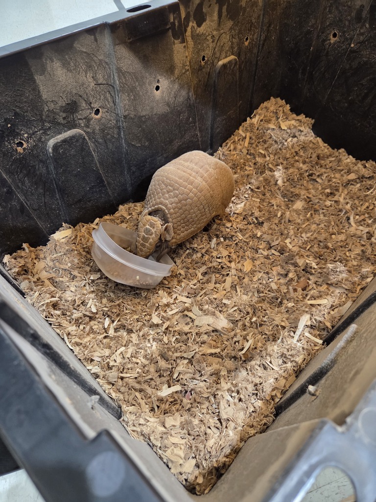 armadillo