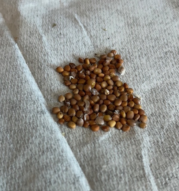 radish seeds