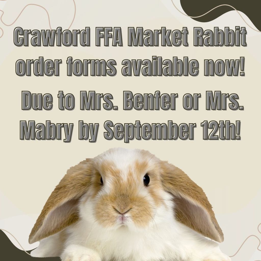 market rabbits
