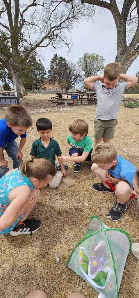 can you spot of butterflies in the grass?