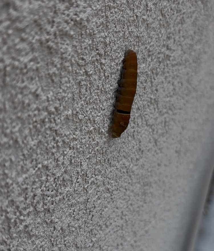 Caterpillar