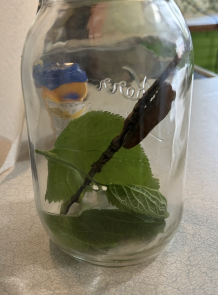 Caterpillar