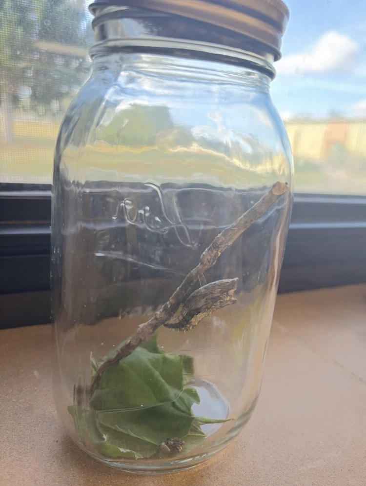 chrysalis