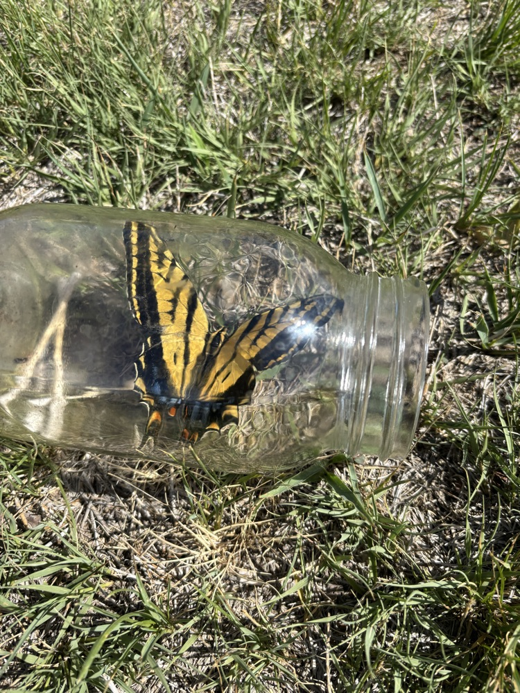 butterfly after hatching