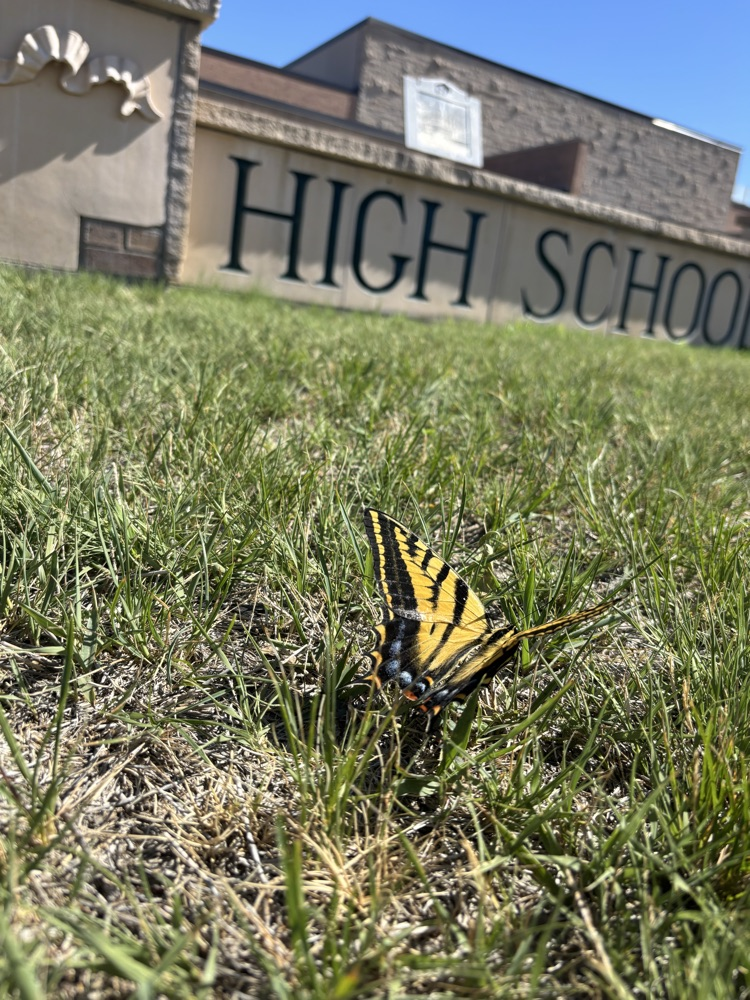 butterfly spreading its wings