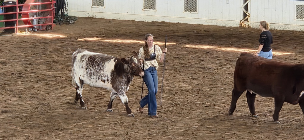 cow