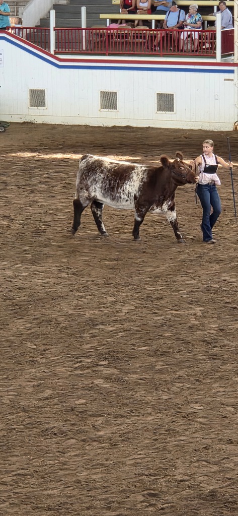 cow 2