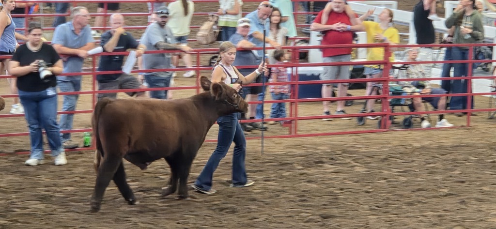 cow