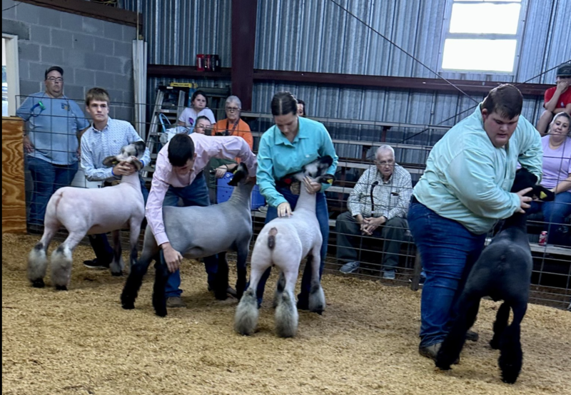 Market Lamb and Goat Show