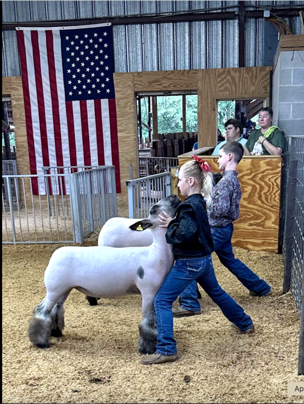 Market Lamb and Goat Show