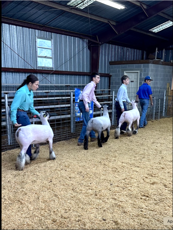 Market Lamb and Goat Show