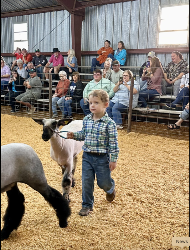 Market Lamb and Goat Show