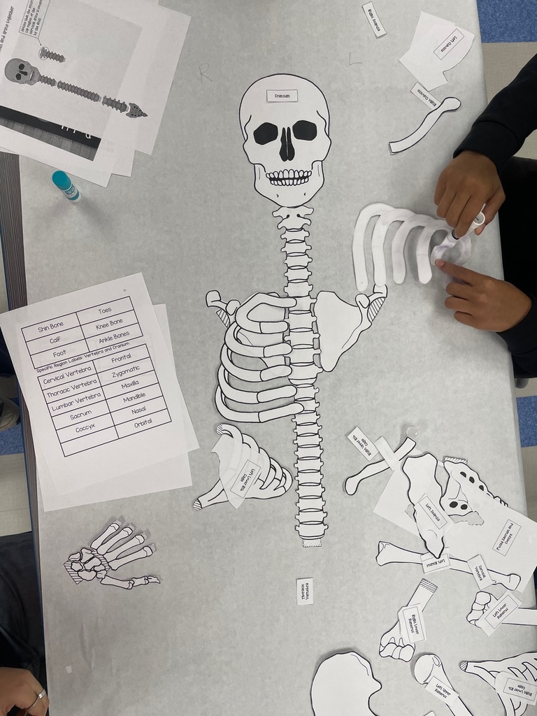 💇‍♀️💀 Cosmetology Meets Anatomy! 💀💇‍♂️ Our cosmetology students are diving deep into the skeletal and muscular systems that shape their craft — literally! To bring their studies to life, they're building full-size 5-foot skeletons. It's not just science, it's style in structure!