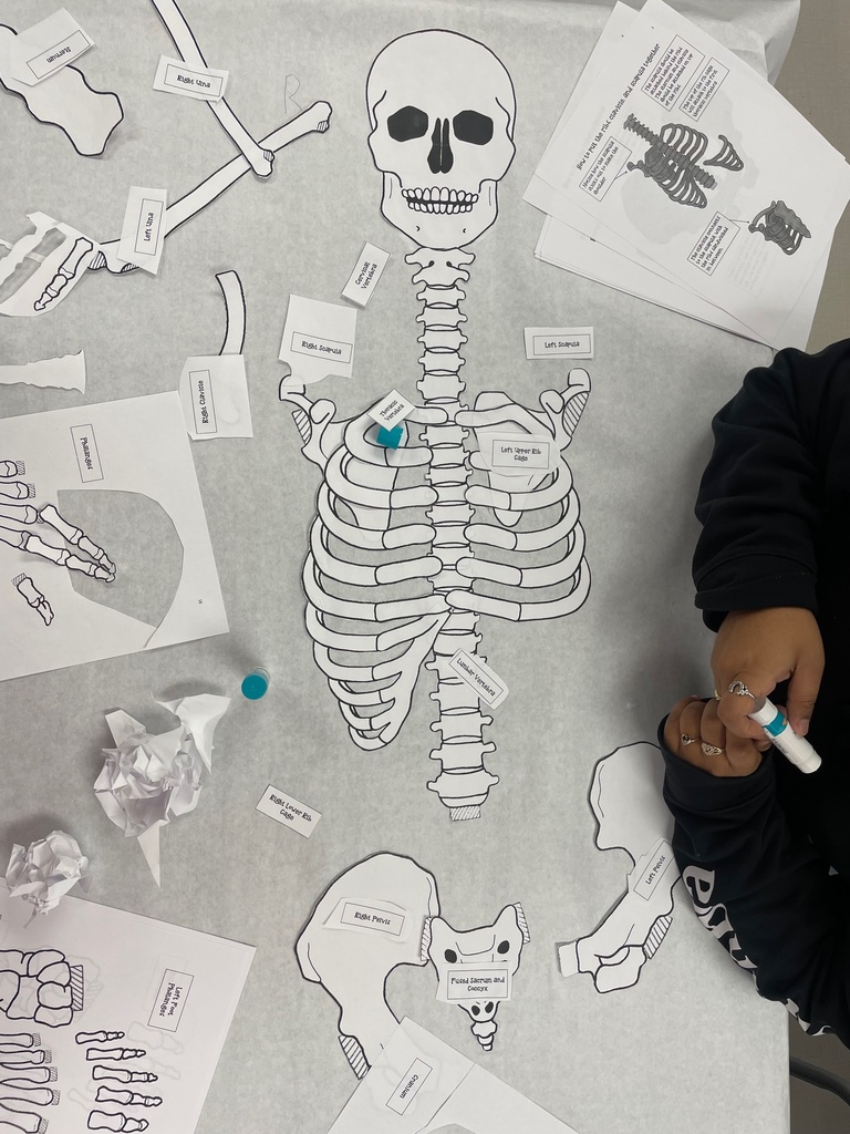 💇‍♀️💀 Cosmetology Meets Anatomy! 💀💇‍♂️ Our cosmetology students are diving deep into the skeletal and muscular systems that shape their craft — literally! To bring their studies to life, they're building full-size 5-foot skeletons. It's not just science, it's style in structure!