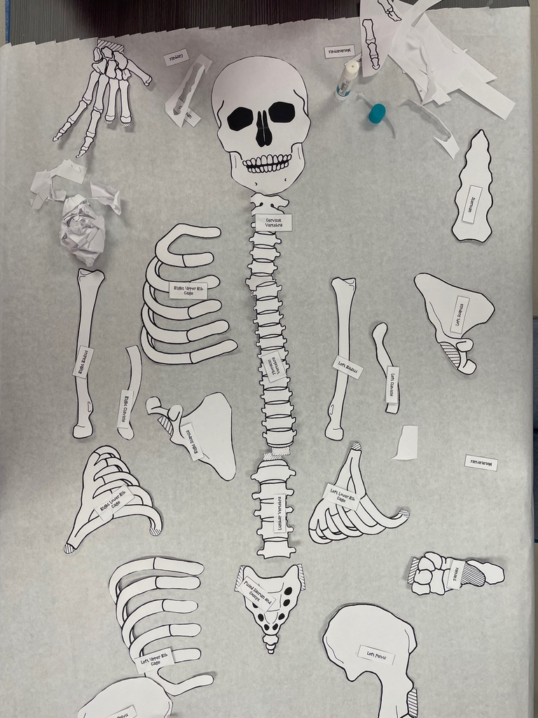 💇‍♀️💀 Cosmetology Meets Anatomy! 💀💇‍♂️ Our cosmetology students are diving deep into the skeletal and muscular systems that shape their craft — literally! To bring their studies to life, they're building full-size 5-foot skeletons. It's not just science, it's style in structure!