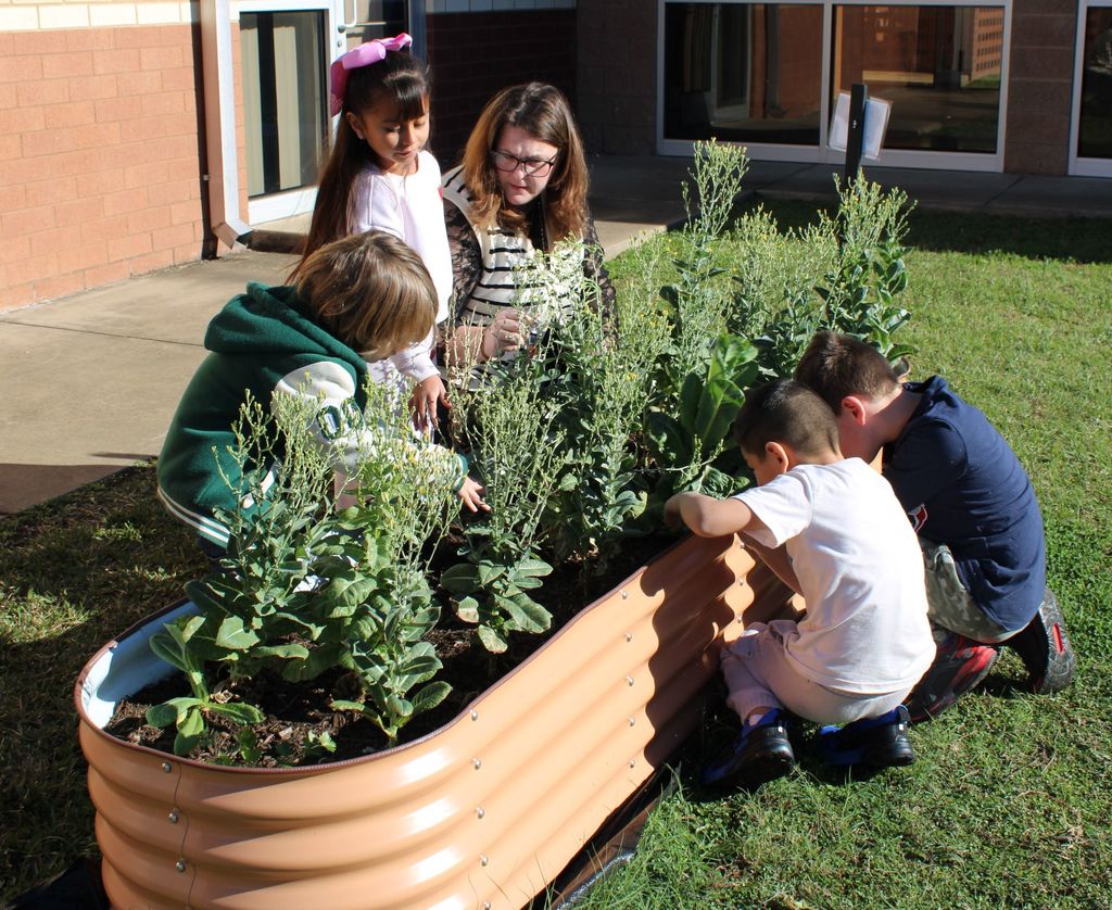 🌱 Growing Together at Crockett Elementary! 🌱 Mrs. Burgess’ 1st graders spent the day caring for their Growing Together Community Garden, and it’s thriving beautifully. They pruned away dead leaves, checked on the progress of their plants, and proudly saw the results of their hard work.  These young gardeners are learning, growing, and making their garden shine. 🌿✨