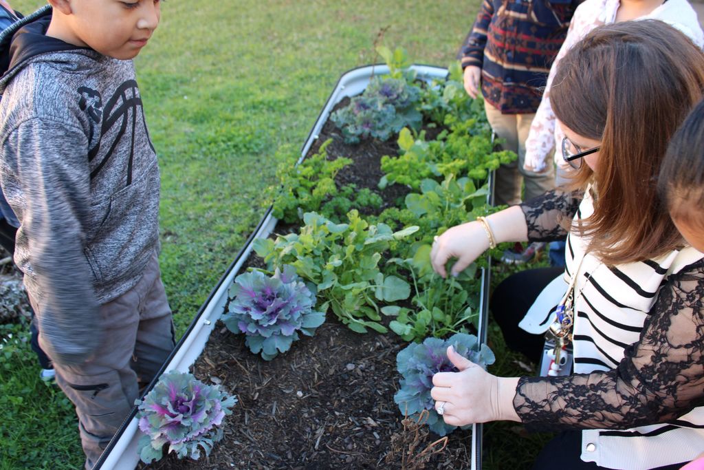 🌱 Growing Together at Crockett Elementary! 🌱 Mrs. Burgess’ 1st graders spent the day caring for their Growing Together Community Garden, and it’s thriving beautifully. They pruned away dead leaves, checked on the progress of their plants, and proudly saw the results of their hard work.  These young gardeners are learning, growing, and making their garden shine. 🌿✨
