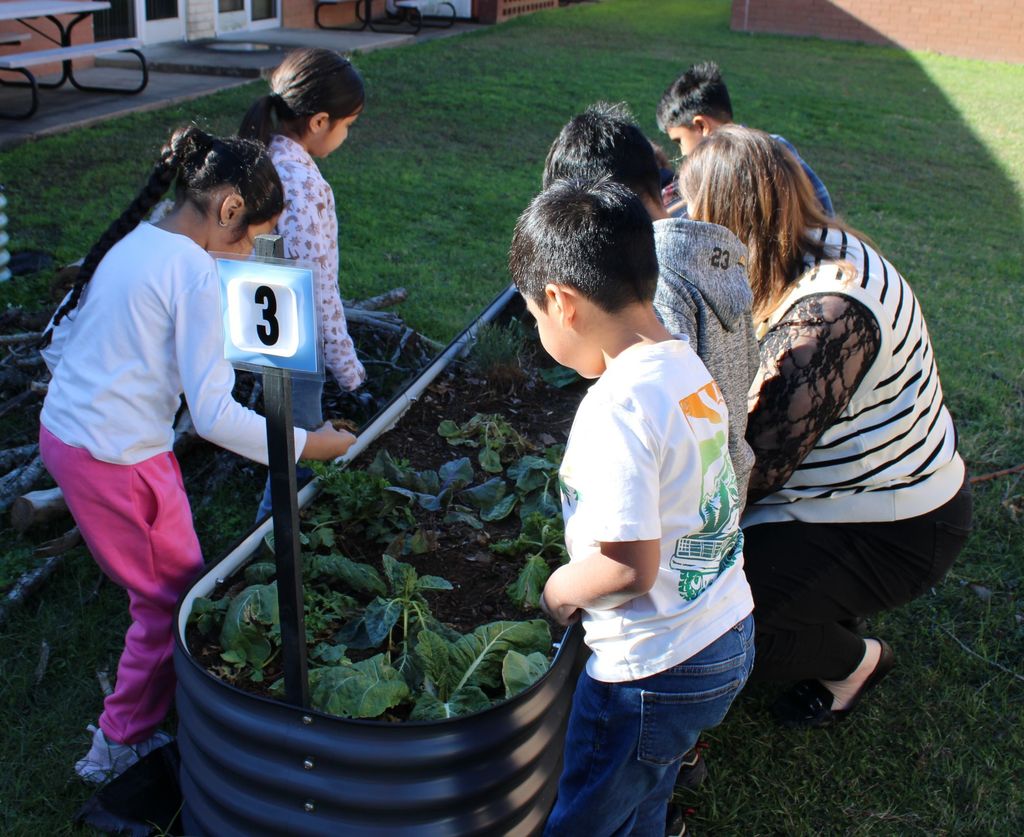 🌱 Growing Together at Crockett Elementary! 🌱 Mrs. Burgess’ 1st graders spent the day caring for their Growing Together Community Garden, and it’s thriving beautifully. They pruned away dead leaves, checked on the progress of their plants, and proudly saw the results of their hard work.  These young gardeners are learning, growing, and making their garden shine. 🌿✨