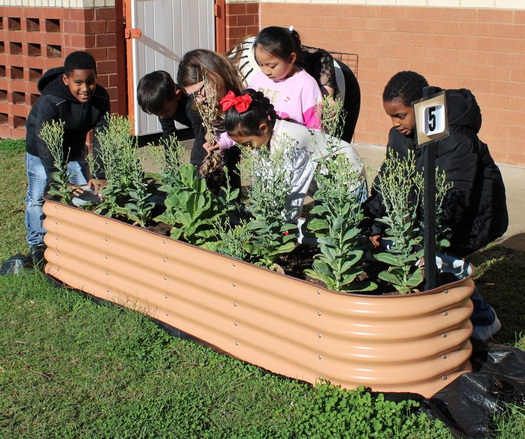 🌱 Growing Together at Crockett Elementary! 🌱 Mrs. Burgess’ 1st graders spent the day caring for their Growing Together Community Garden, and it’s thriving beautifully. They pruned away dead leaves, checked on the progress of their plants, and proudly saw the results of their hard work.  These young gardeners are learning, growing, and making their garden shine. 🌿✨