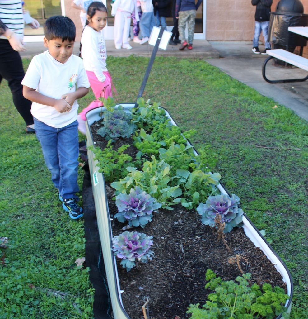 🌱 Growing Together at Crockett Elementary! 🌱 Mrs. Burgess’ 1st graders spent the day caring for their Growing Together Community Garden, and it’s thriving beautifully. They pruned away dead leaves, checked on the progress of their plants, and proudly saw the results of their hard work.  These young gardeners are learning, growing, and making their garden shine. 🌿✨