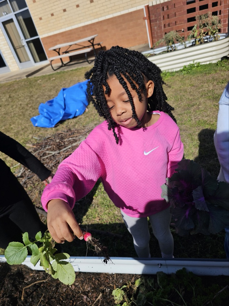 1st and 2nd grade GT students harvesting the garden. 