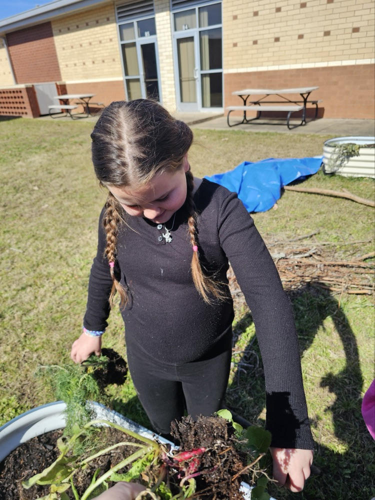 1st and 2nd grade GT students harvesting the garden. 