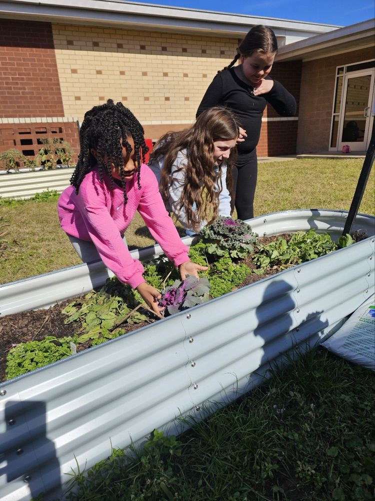 1st and 2nd grade GT students harvesting the garden. 