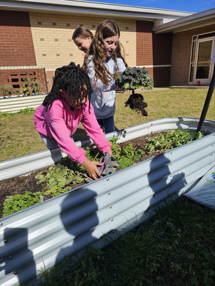 1st and 2nd grade GT students harvesting the garden. 