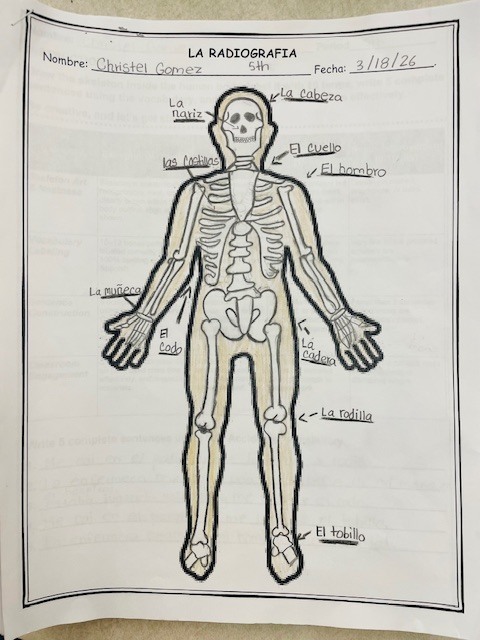 In Spanish 2, students recently completed the lesson “Un Accidente,” where they expanded their vocabulary by learning and identifying body parts in Spanish. They also strengthened their writing skills by describing injuries and labeling parts of the body using correct grammar and spelling. We are proud of their dedication, participation, and continued growth in developing their language proficiency. ¡Buen trabajo, estudiantes! 👏