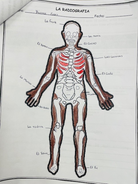 In Spanish 2, students recently completed the lesson “Un Accidente,” where they expanded their vocabulary by learning and identifying body parts in Spanish. They also strengthened their writing skills by describing injuries and labeling parts of the body using correct grammar and spelling. We are proud of their dedication, participation, and continued growth in developing their language proficiency. ¡Buen trabajo, estudiantes! 👏