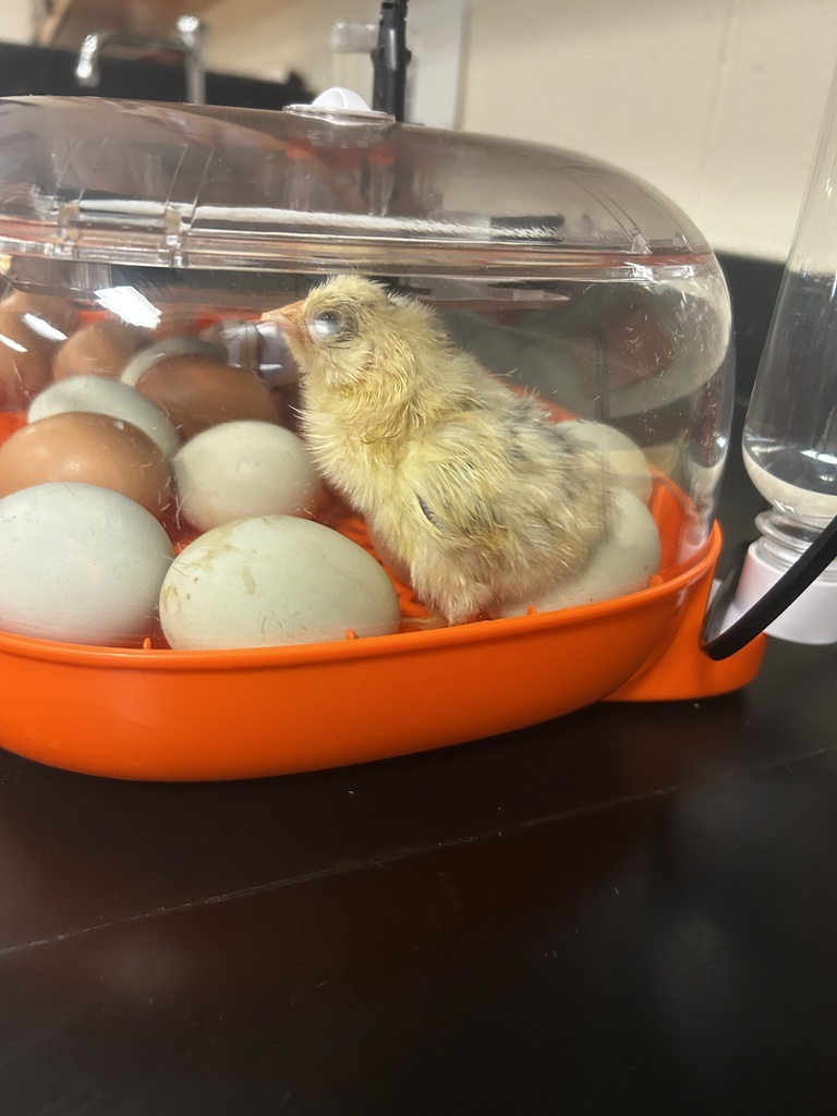 Ms. Naismith’s 7th graders have been busy observing chicks in their incubator, and this week they finally got to watch them hatch. The students have shown incredible attention to detail and so much enthusiasm throughout the process. Now the real fun begins as we care for our new chicks and watch them grow.