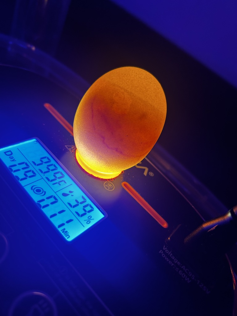 Ms. Naismith’s 7th graders have been busy observing chicks in their incubator, and this week they finally got to watch them hatch. The students have shown incredible attention to detail and so much enthusiasm throughout the process. Now the real fun begins as we care for our new chicks and watch them grow.