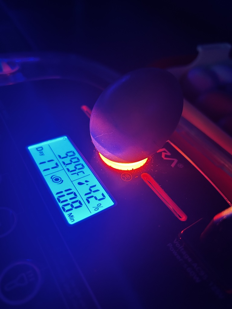 Ms. Naismith’s 7th graders have been busy observing chicks in their incubator, and this week they finally got to watch them hatch. The students have shown incredible attention to detail and so much enthusiasm throughout the process. Now the real fun begins as we care for our new chicks and watch them grow.