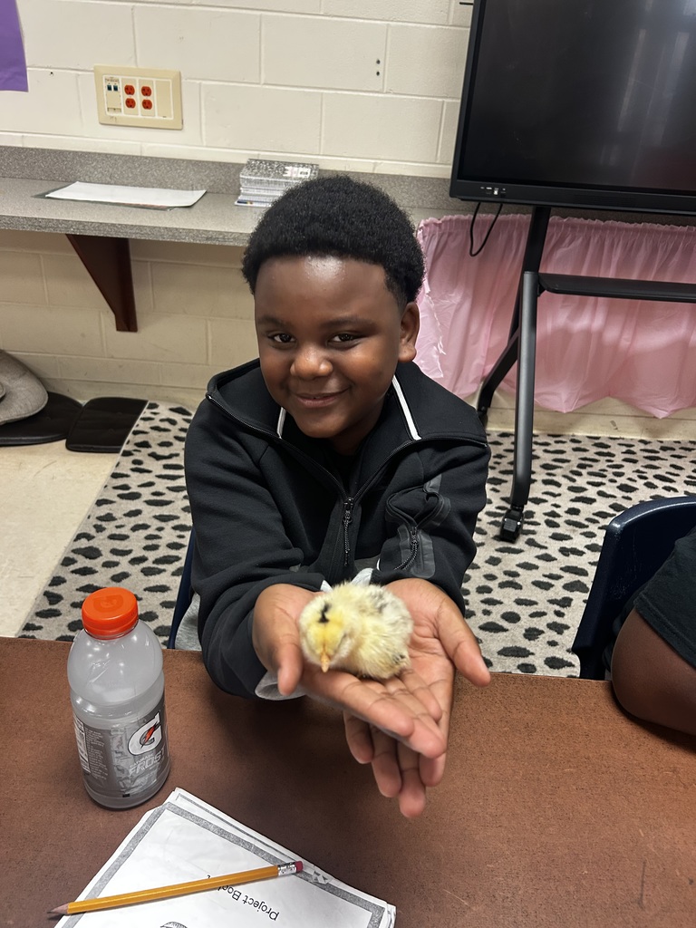 Ms. Naismith’s 7th graders have been busy observing chicks in their incubator, and this week they finally got to watch them hatch. The students have shown incredible attention to detail and so much enthusiasm throughout the process. Now the real fun begins as we care for our new chicks and watch them grow.