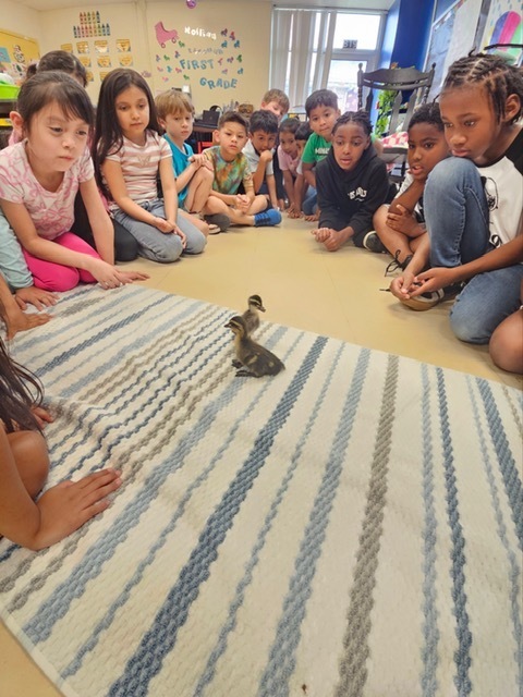 As part of our life cycles unit, Crockett Elementary 1st graders observed duck eggs from incubation to hatching. We’re proud to welcome three healthy ducklings and continue learning through hands‑on science.