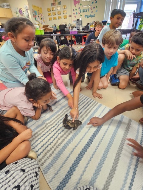 As part of our life cycles unit, Crockett Elementary 1st graders observed duck eggs from incubation to hatching. We’re proud to welcome three healthy ducklings and continue learning through hands‑on science.