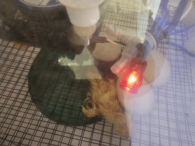 As part of our life cycles unit, Crockett Elementary 1st graders observed duck eggs from incubation to hatching. We’re proud to welcome three healthy ducklings and continue learning through hands‑on science.