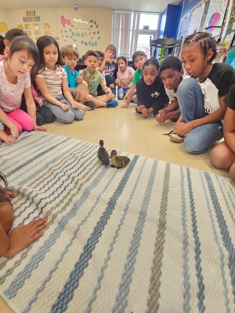 As part of our life cycles unit, Crockett Elementary 1st graders observed duck eggs from incubation to hatching. We’re proud to welcome three healthy ducklings and continue learning through hands‑on science.