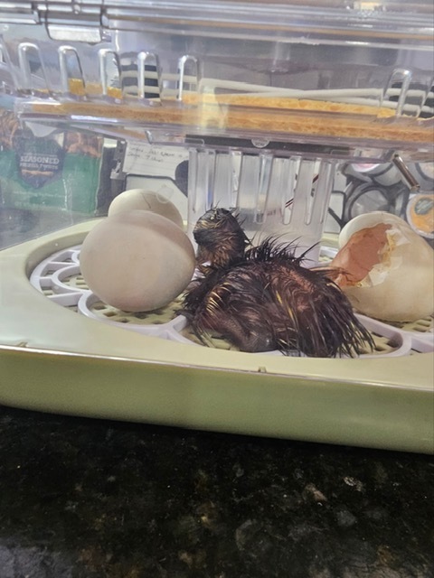 As part of our life cycles unit, Crockett Elementary 1st graders observed duck eggs from incubation to hatching. We’re proud to welcome three healthy ducklings and continue learning through hands‑on science.