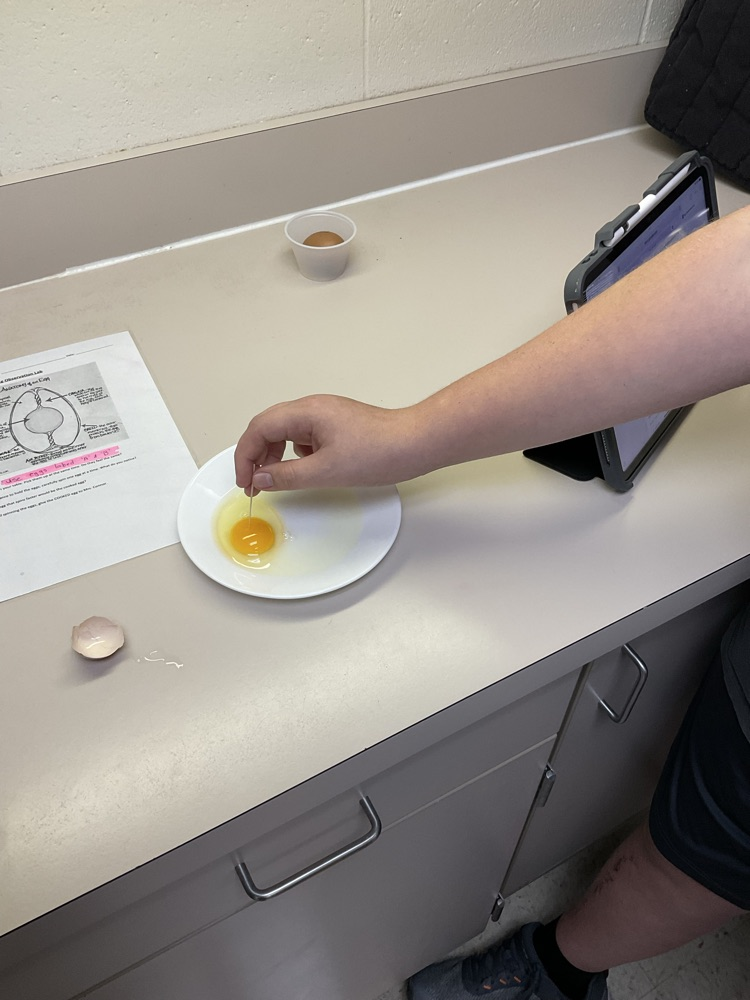 egg observations