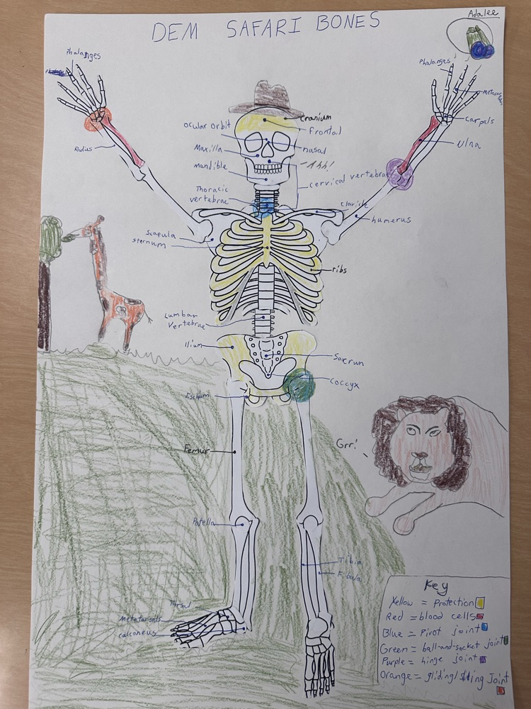 6th grade science students built skeleton models to show their knowledge and creativity! #warriorway