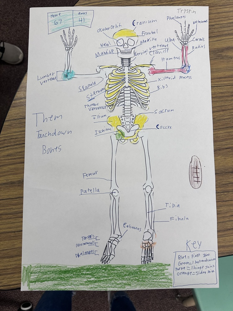 6th grade science students built skeleton models to show their knowledge and creativity! #warriorway